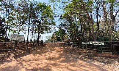 AGRO Carreon - Eucalipto tratado